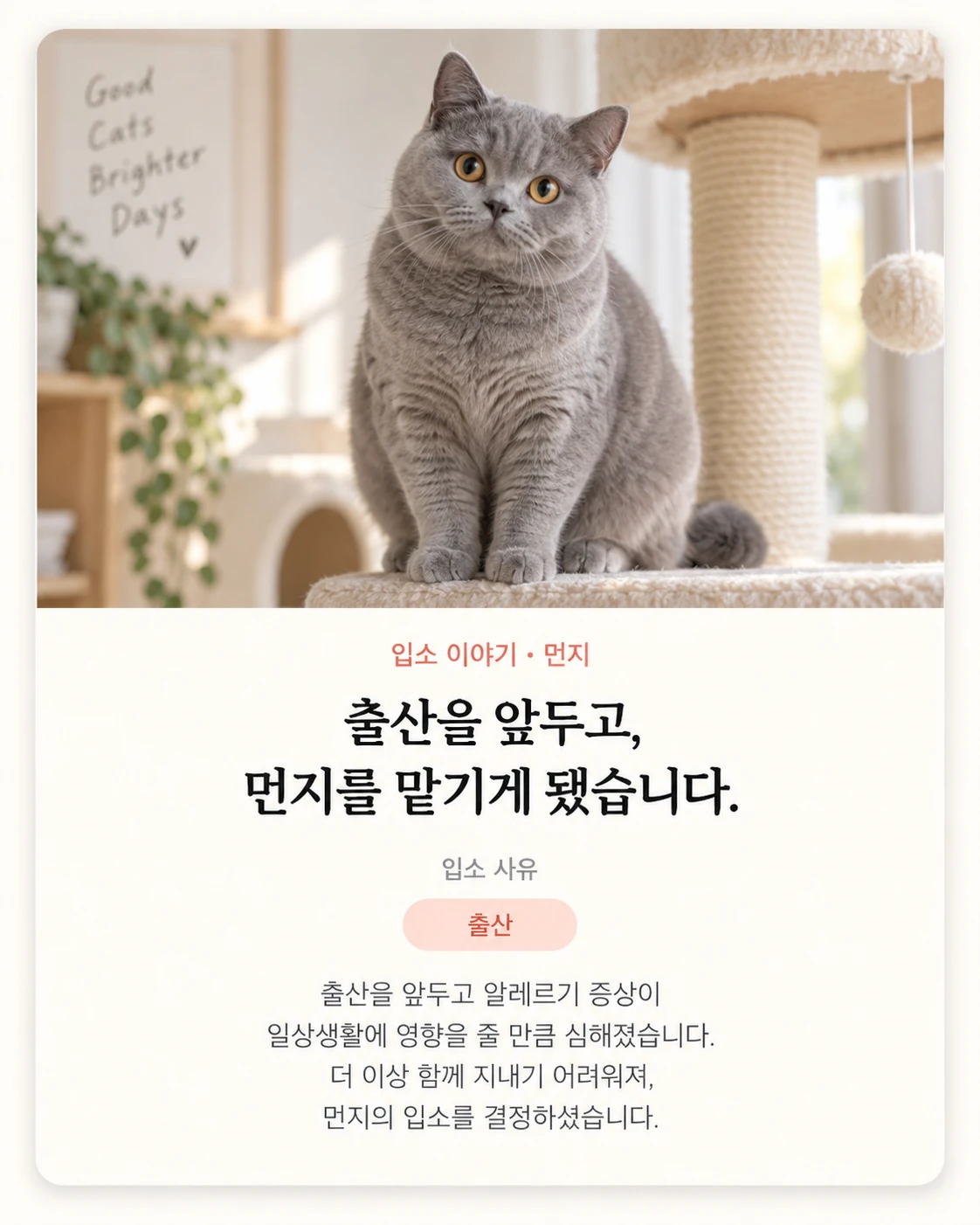 입소 이야기 먼지 카드
